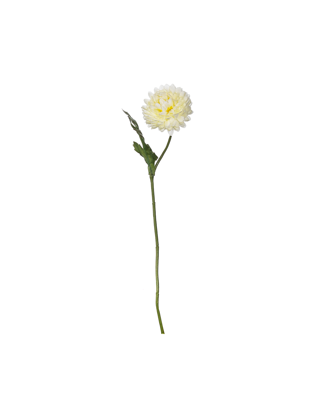 bellis, weiß deko