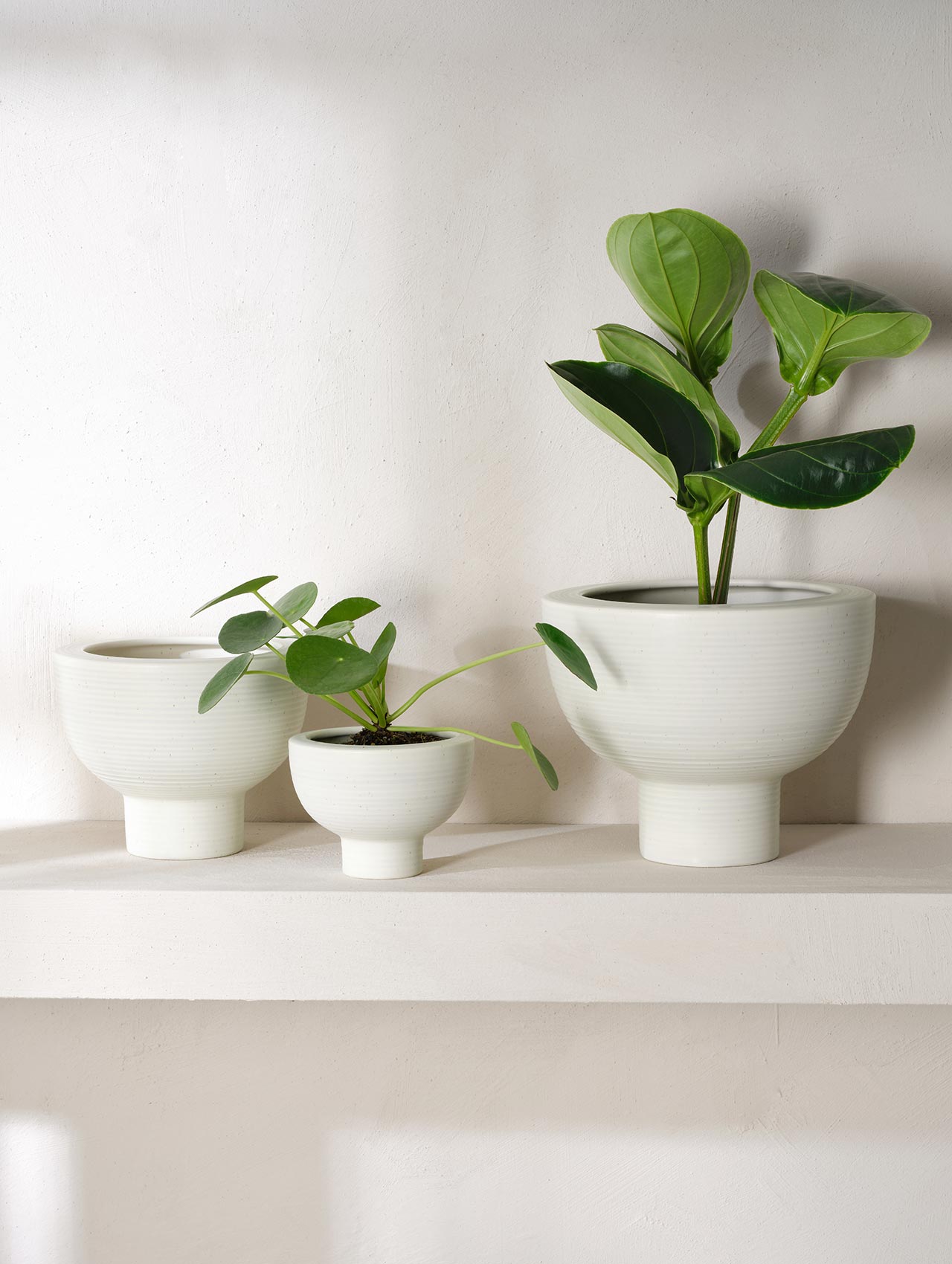 blumenkasten niedrig Pflanzkasten Betonoptik günstig online kaufen – AboutGreen
